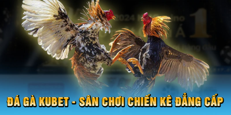 Sơ lược về đá gà Kubet